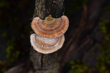 Ağaçta yetişen mantarlar. Trametes versicolor, ayrıca coriolus versicolor ve polyporus versicolor mantarları olarak da bilinir..