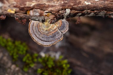 Ağaçta yetişen mantarlar. Trametes versicolor, ayrıca coriolus versicolor ve polyporus versicolor mantarları olarak da bilinir..