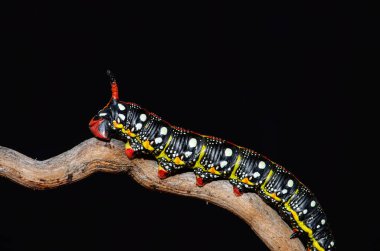 Siyah renkli tırtıl, siyah arka planda dalda hareket ediyor. Spurge Hawk, Hyles Euphorbiae