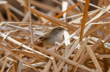 Among the dry reeds, Cettis Warbler, Cettia cetti. clipart