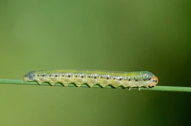Bitki dalında yeşil bir tırtıl. Valerian Sawfly, Macrophya albocincta.