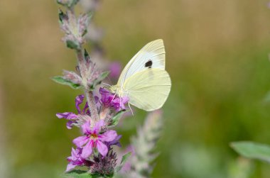 Pembe çiçekli beyaz kelebek. Büyük beyaz, Pieris sutyen.