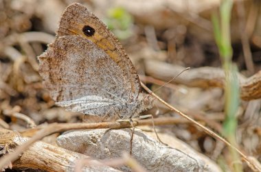 Bir taşın üzerinde kamufle olmuş bir kelebek. Dusky Meadow Brown, Hyponephele lycaon.
