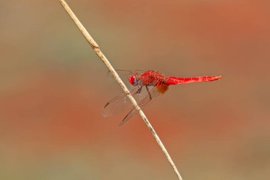Kızıl yusufçuk. Kızıl yusufçuk. Timsahlar eritraidir..