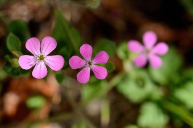Vahşi sardunya Geraniaceae, Geranium ailesindedir..