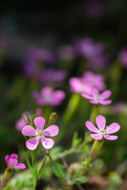 Vahşi sardunya Geraniaceae, Geranium ailesindedir..