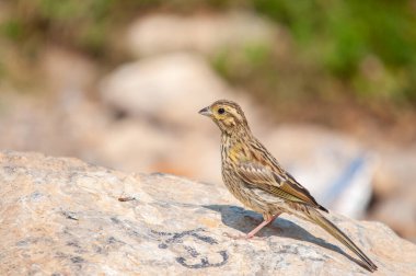 Çember Bunting on the rock, Emberiza cirlus.