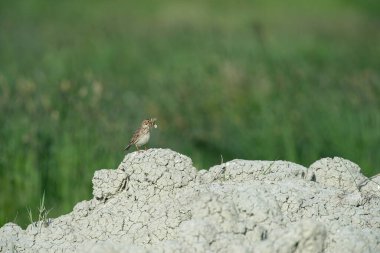 Corn bunting with food in its mouth on a mound of earth, Emberiza calandra. clipart