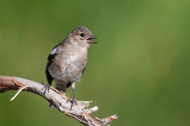 Dal üstünde küçük bir kuş. Ortak Chaffinch, Fringilla coelebs.