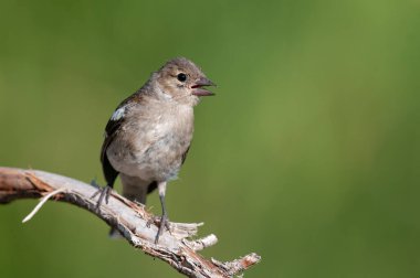Small bird on dry twigs. Common Chaffinch, Fringilla coelebs. clipart
