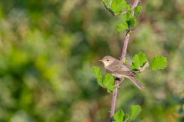 Small songbird perched on a blackberry branch. Eastern Olivaceous Warbler, Iduna pallida. clipart