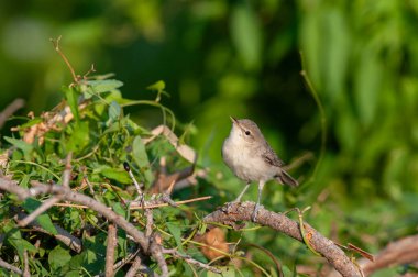 Small songbird on dry twigs. Eastern Olivaceous Warbler, Iduna pallida. clipart