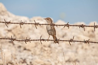 Common Whitethroat, Sylvia communis, perched on rusty fence wire. clipart