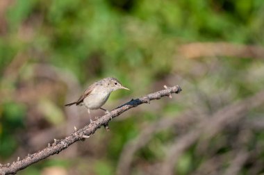 Eastern Olivaceous Warbler, Iduna pallida on a branch. clipart