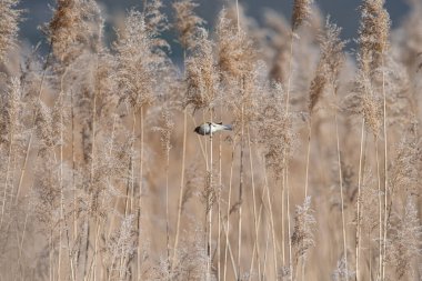Chiffchaff, Phylloscopus collybita, sonbaharda sarı, kuru saman dalları.