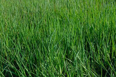 Sulak arazinin kenarında yeşil çimen dokusu.