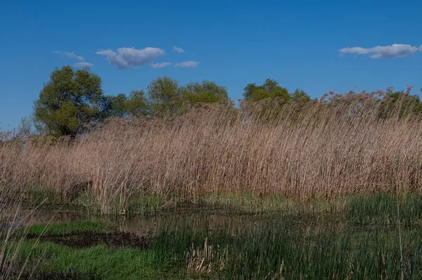 Kuru ve yeşil kamış bitkileri sulak bir arazinin kenarında. Ağaçlar ve bulutlu, mavi gökyüzü arkaplanı.