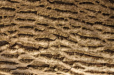 Ceviz ağacı gövdesi detay fotoğrafı.