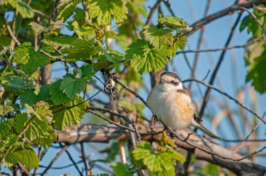 Maskeli Shrike, Lanius nubicus, bir ağaç dalında.