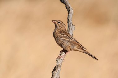 Kuru dallarda Ortolan Bunting, Emberiza Hortulana.