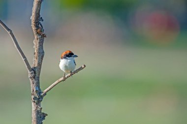 Ağaç dalında Woodchat Shrike, Lanius senatör.