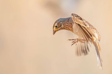 The bird that flies in the air. Female Ortolan Bunting, Emberiza hortulana. Brown background. clipart