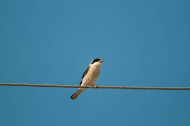 Küçük Gri Shrike, Lanius minör, elektrik kablosunda.