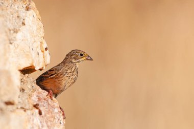 Dişi Ortolan Bunting bir kayanın üzerinde, Emberiza Hortulana.