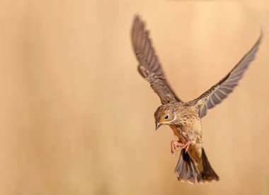 Havada uçan bir kuş. Dişi Ortolan Bunting, Emberiza Hortulana. Kahverengi arkaplan.