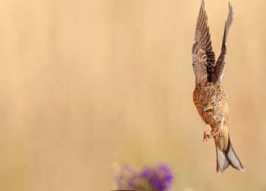 Havada uçan bir kuş. Dişi Ortolan Bunting, Emberiza Hortulana. Kahverengi arkaplan.