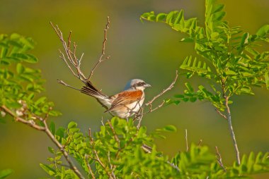 Erkek Kızıl Shrike, Lanius Collurio 'yu bir akasya ağacının dalında destekledi..