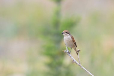 Kırmızı sırtlı Shrike, Lanius Collurio, dalda. Sarı arkaplan.