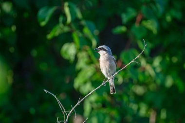 Red, Shrike ve Lanius Collurio 'yu destekledi. Yeşil arkaplan.