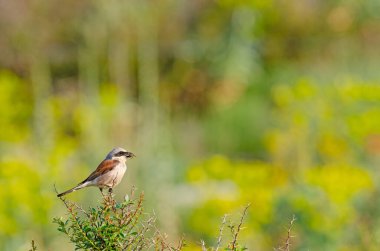 Red Shrike 'ı destekledi, Lanius Collurio dikenli bitkide. sarı arkaplan.