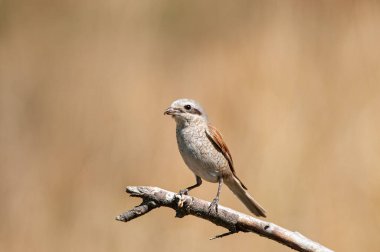 Kırmızı sırtlı dişi Shrike, Lanius Collurio, ağaç dalında. Kahverengi arkaplan.