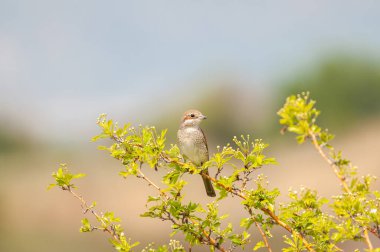 Dişi Kızıl Sırtlı Shrike, Bitki dalında Lanius Collurio.