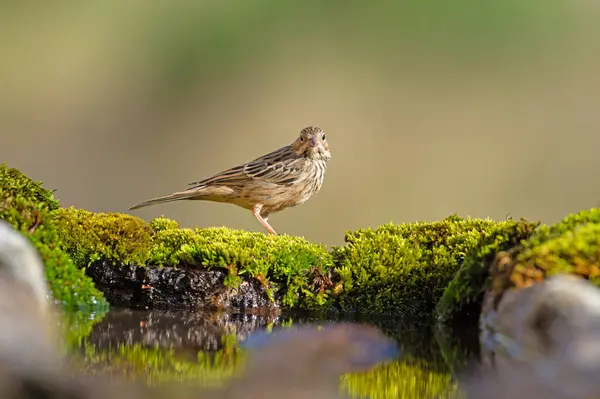 Dişi Ortolan Bunting, Emberiza hortulana, yosun üzerinde.