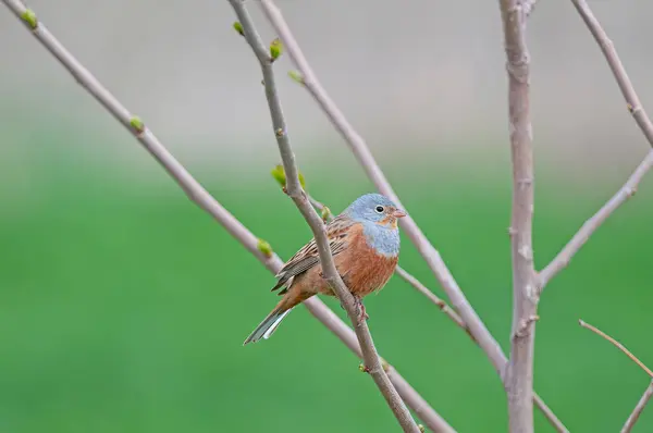 Erkek Cretzschmars Bunting, Emberiza sezia, bir ağaç dalında.