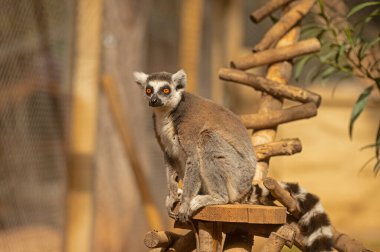 Kütüğün üzerinde oturan sevimli ve komik bir lemur resmi. Lemur catta