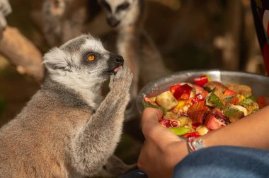 Hayvanat bahçesindeki sevimli ve komik lemurlar bakıcı kadının ellerindeki meyveleri yerler. Lemur catta