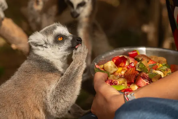 Cute and funny lemurs in the zoo eat fruit from the bowl in the hands of the carer woman. Lemur catta