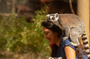 Hayvanat bahçesinde bir kadının omzunda lemur. Lemur catta