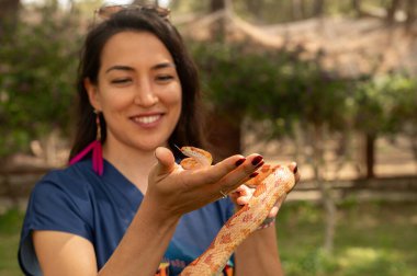 Kadının elinde kırmızı mısır yılanı. Pantherophis guttatus.