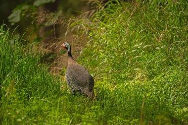 Yeşil otların arasında miğferli guinaful.