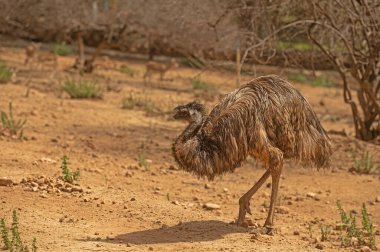 Hayvanat bahçesindeki Emu. Dromaius novaehollandiae