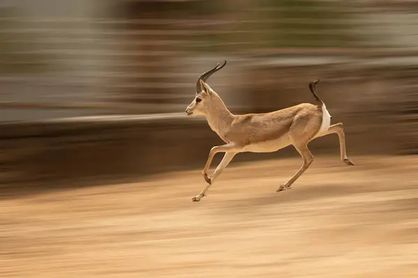 A small, common gazelle, the Goitered gazelle runs through the desert. Animals wildlife. Travelling in nature reserves. Gazella subgutturosa