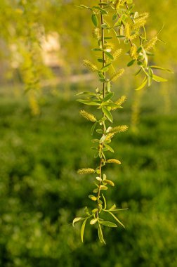 Söğüt dalına yakın çekim. Salix babylonica.