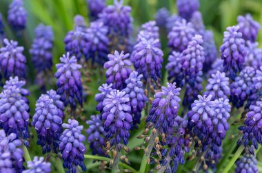 Baharın başında bahçede mor çiçekler. Muscari çiçek açar..