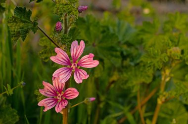 Yüksek ya da Uzun Mallow bitkisel bitkidir. Malva Sylvestris, Malvaceae familyasından bir kuş türü..