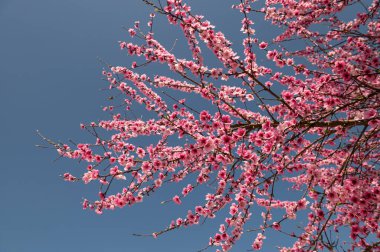 Baharda açan pembe çiçekli meyve ağacı. Mavi gökyüzü arkaplanı.